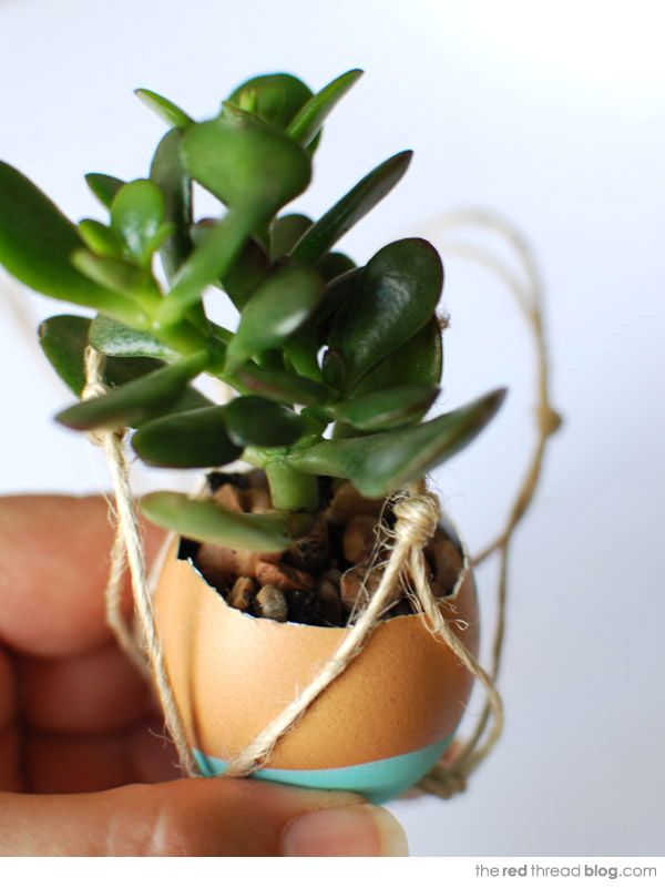 the red thread succulent egg