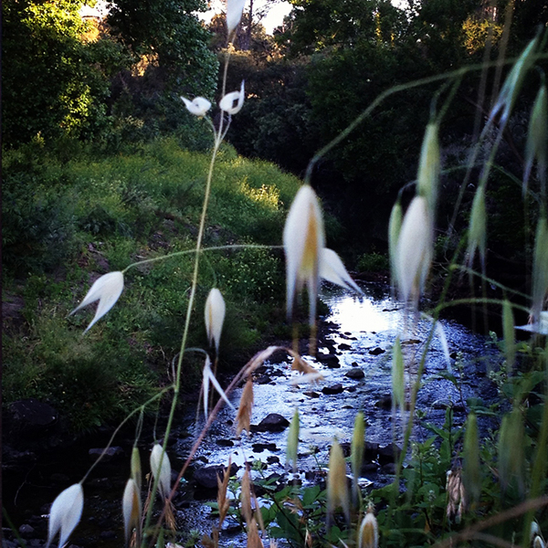 the creek belinda marshall