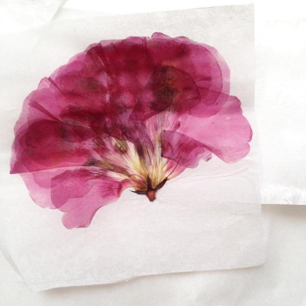 the-red-thread-flower-pressing