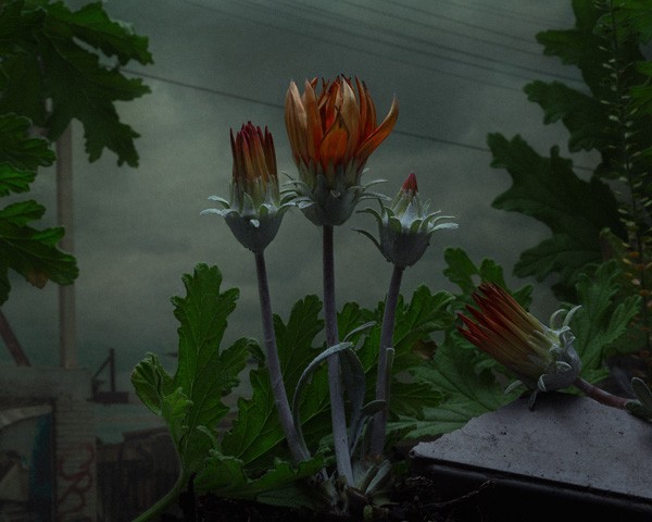 Daniel Shipp - Botanical Inquiries exhibition at San=int Cloche. Via we-are-scout.com