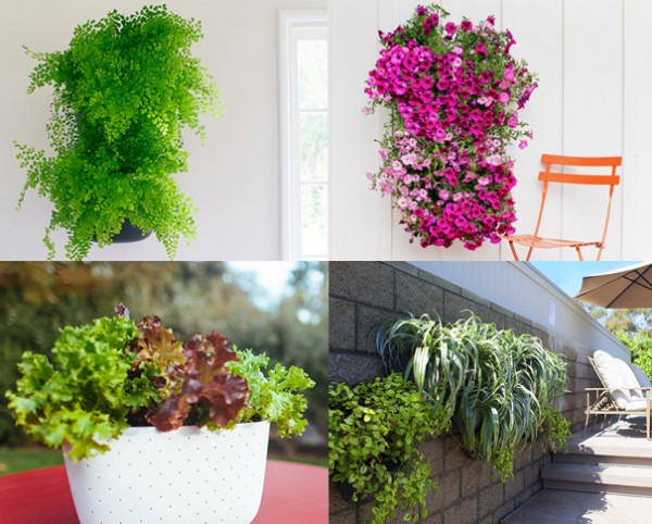 SCOUTED: living wall planters from Woollypocket