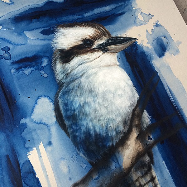 Kookaburra