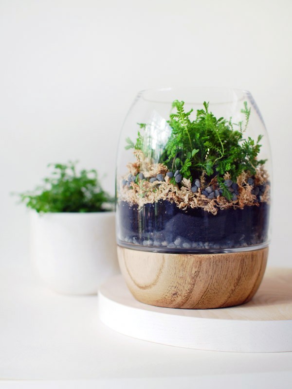 Easy moss terrarium