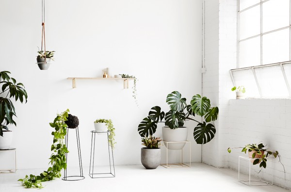 Indoor plant inspiration with Ivy Muse plant stands