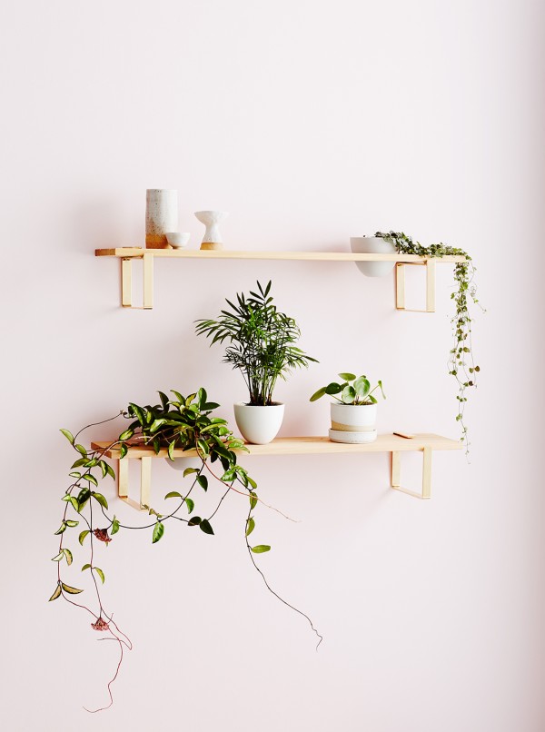 Indoor plant inspo with Ivy Muse