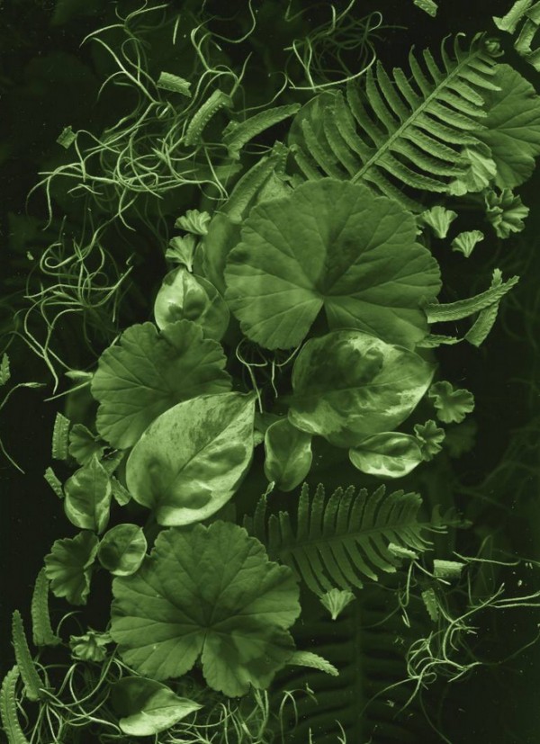 Lunaflorus Green Dream limited edition art print