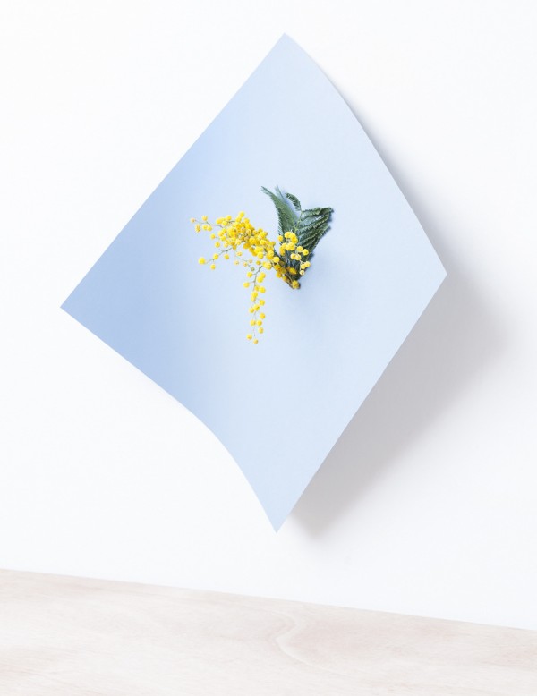 ART : Martina Lang plant paper series