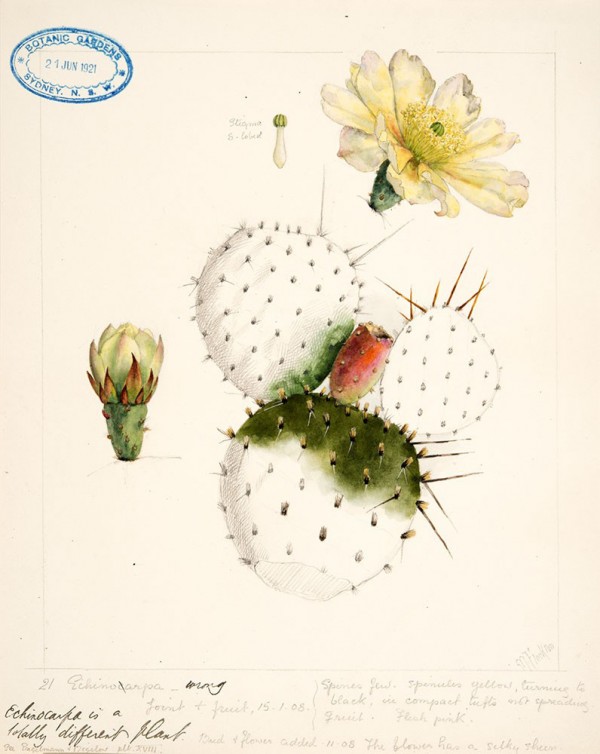 Royal Botanic Garden Sydney's 200th Birthday Collection of limited edition botanical prints