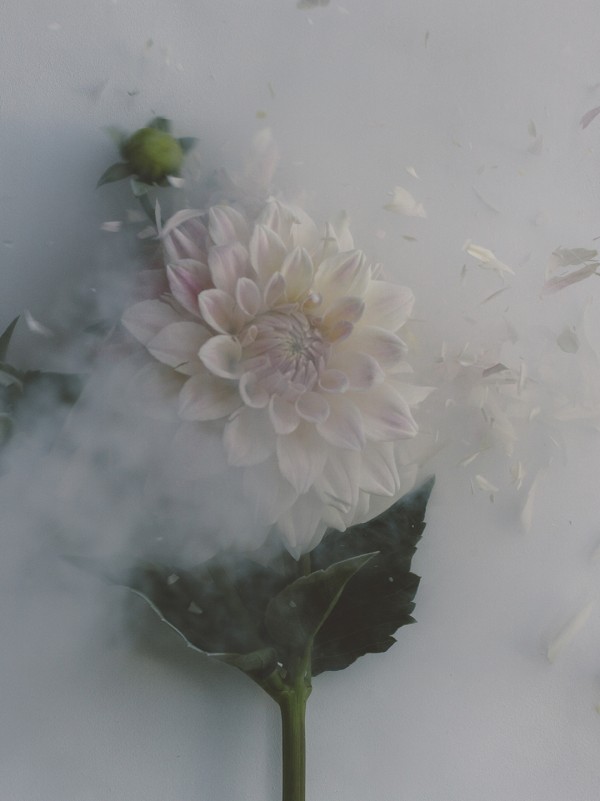 Australian photographer Anna Thomas: Fractured Flora series