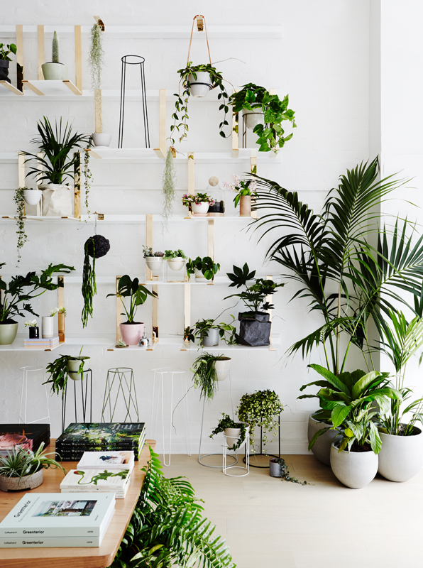 All things plant related at Ivy Muse Botanical Emporium Melbourne
