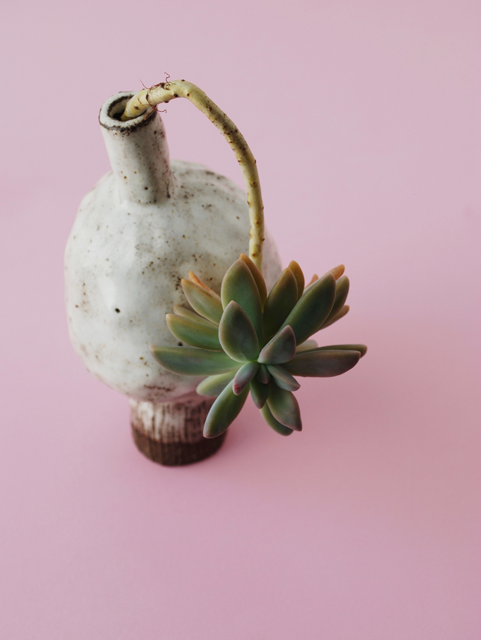 beautiful simplicity - succulents and handmade ceramics