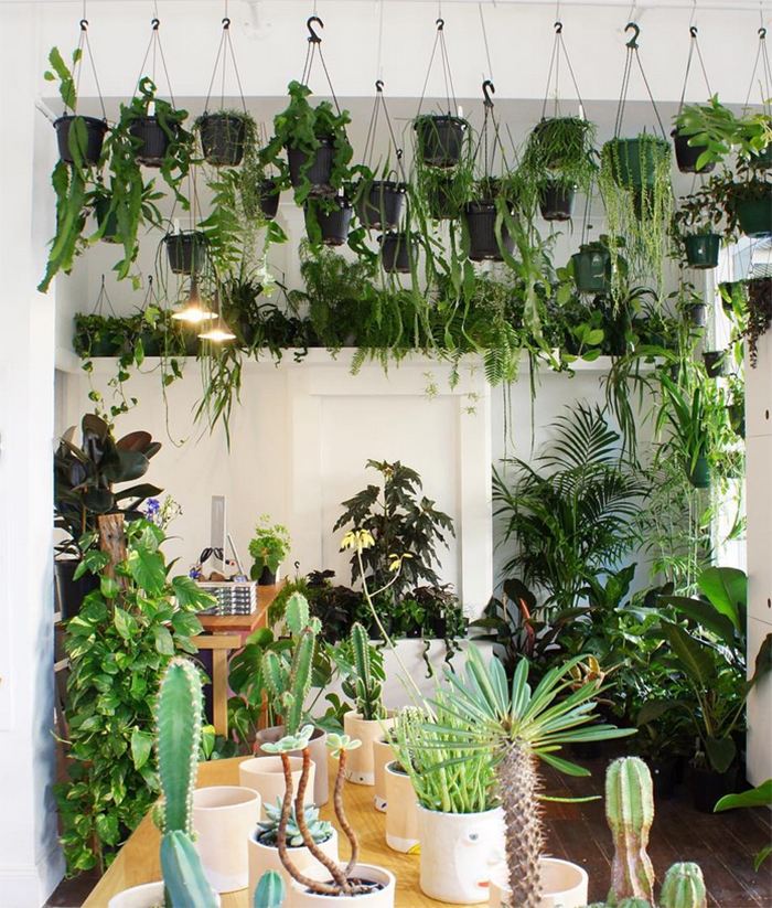 Plant shops in Aus - High Swan Dive