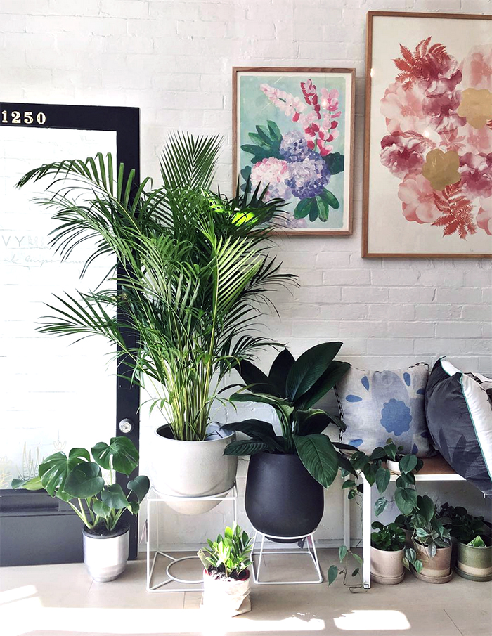 The best plant shops in Aus - Ivy Muse