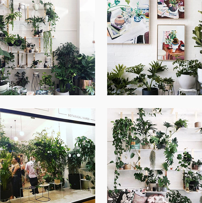 The best plant shops in Aus - Ivy Muse