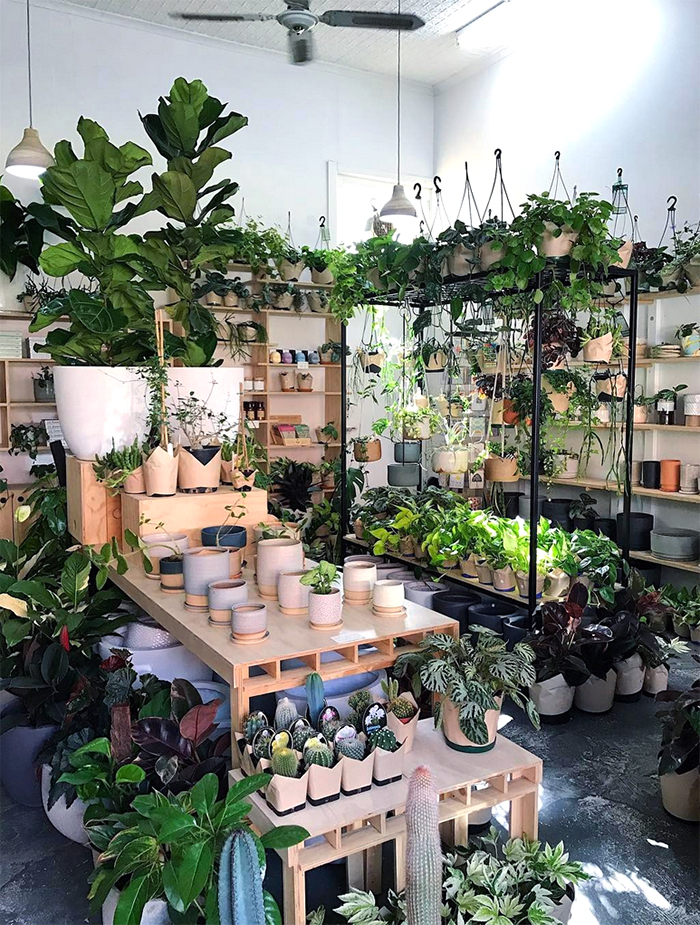 est plant shops round up - Nature Boy Nrth