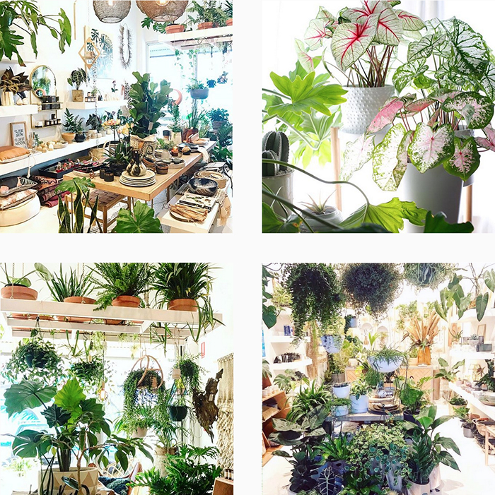 est plant shops round up - Nikau