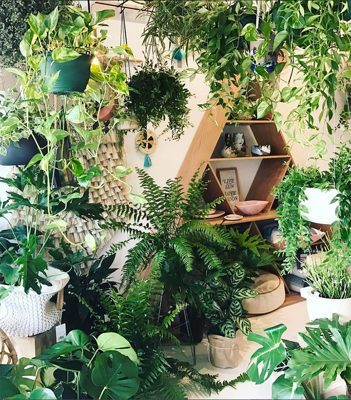 est plant shops round up - Nikau