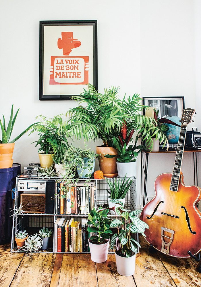 Great guide: how to choose and care for indoor plants