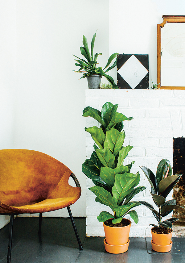 Green-up your home - how to choose and care for indoor plants