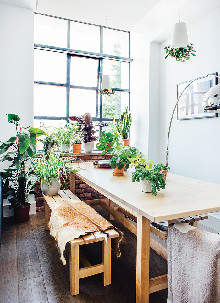 Green-up your home - how to choose and care for indoor plants