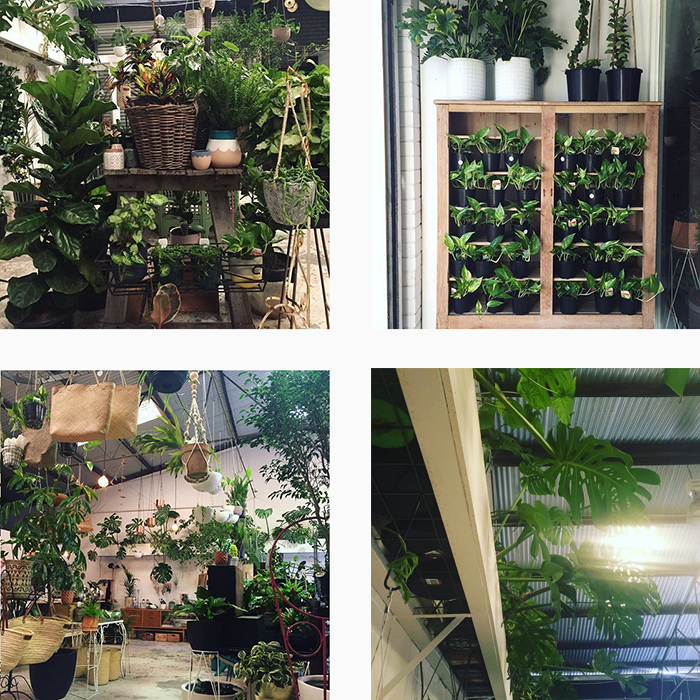 est plant shops - The Green Depot