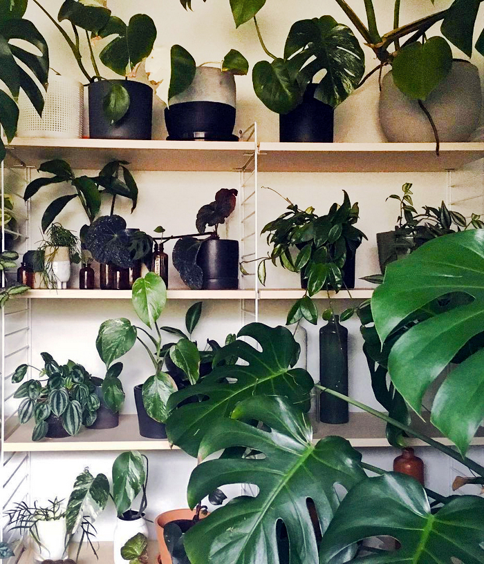 est plant shops - The Plant Society