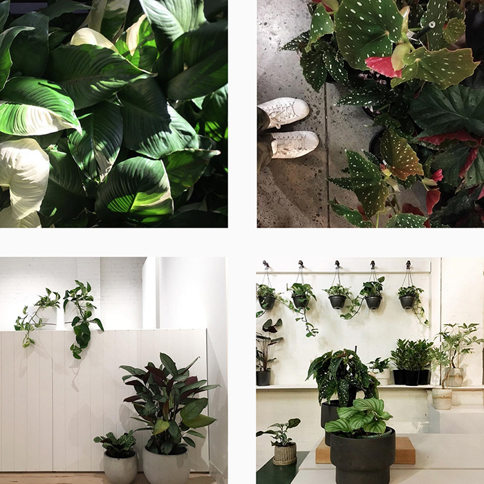 est plant shops - The Plant Society