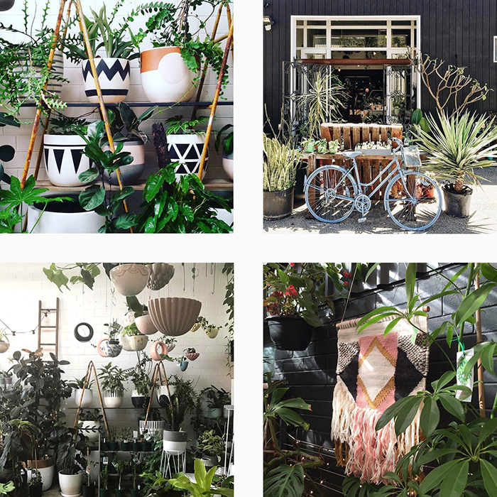 The best plant shops in Aus - Litte Leaf Co