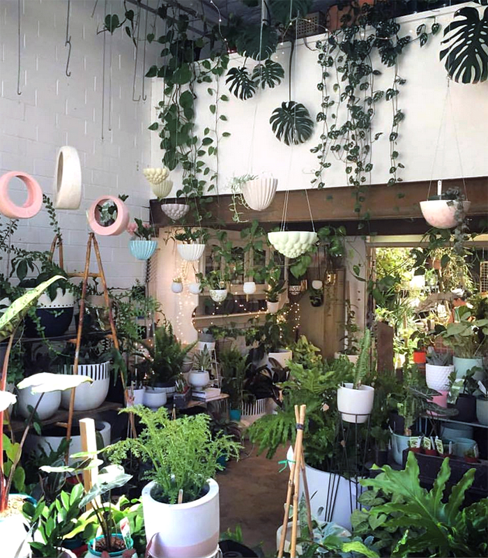 The best plant shops in Aus - Litte Leaf Co