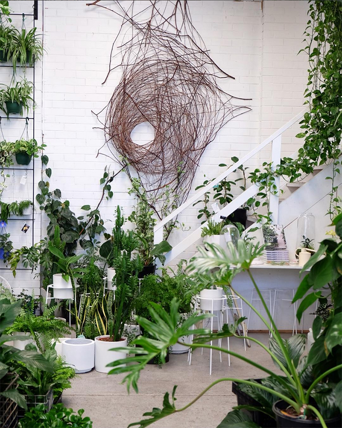 Loose leaf melbourne - best plant shops round up