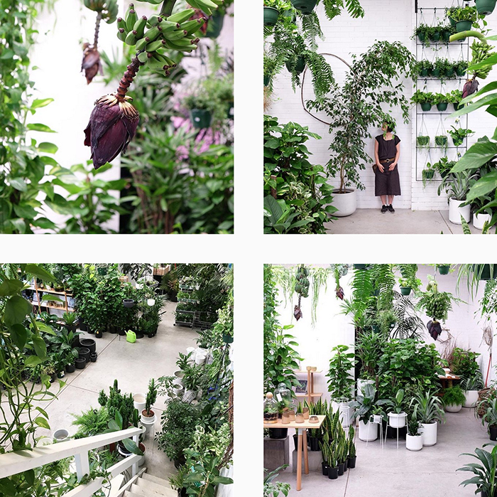 Loose leaf melbourne - best plant shops round up