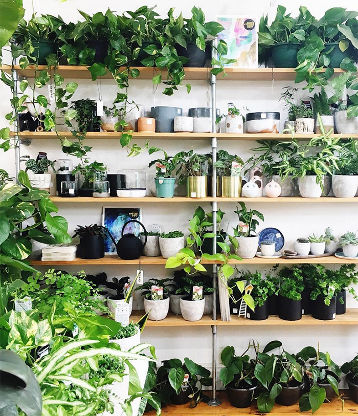 est plant shops round up - Mosey Store