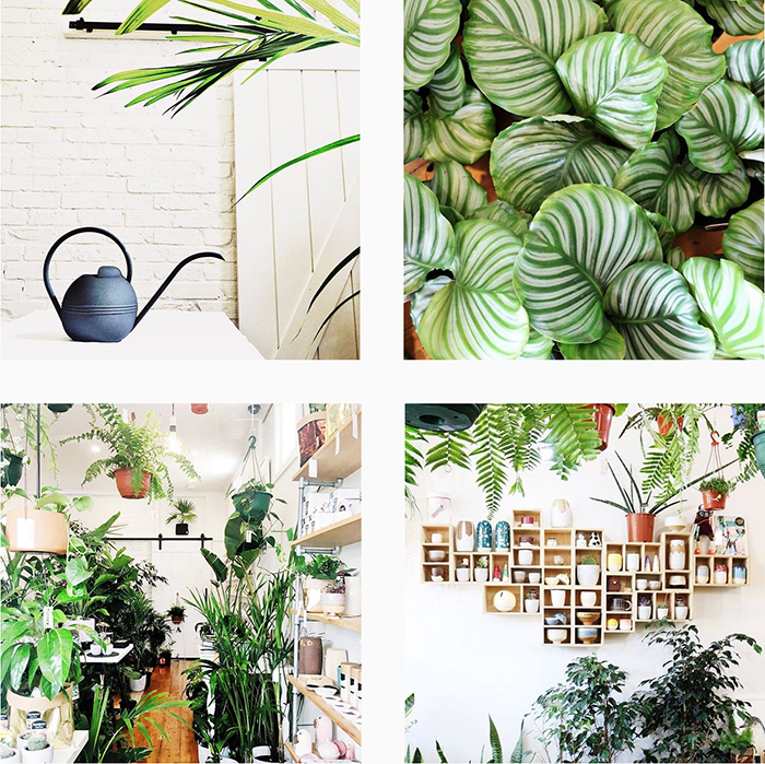 est plant shops round up - Mosey Store