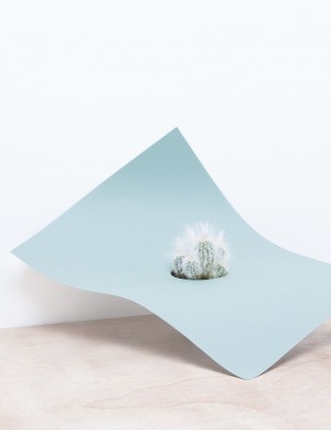 ART : Martina Lang plant paper series