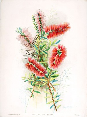 Royal Botanic Garden Sydney's 200th Birthday Collection of limited edition historical prints