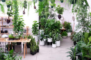 est plant shops round up